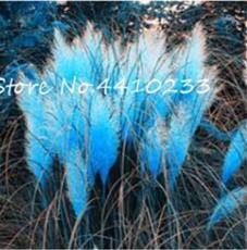 500PCS Pampas Grass Seeds - Sky Blue Color