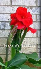 200PCS Canna Lily Seeds - Fresh Red Double Flowers