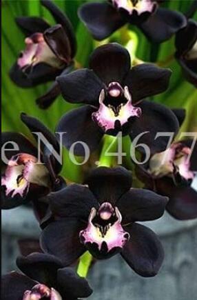 100PCS Cymbidium Floribundum Orchid Seeds - Black Flowers with Light Purple White Centre