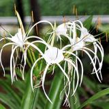100PCS Spider Lily and Lily Fragrance Ornamental Plants Seeds - White Flowers