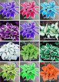 500PCS Hosta Seeds - Mixed 12 Colors
