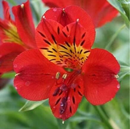 100PCS Rare Peruvian Lily Alstroemeria Flowers - Red Flowers with Little Yellow Black Spots