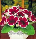 100PCS Gloxinia Seeds - Dark Red Flowers with White Edge