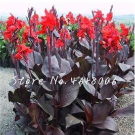 200PCS Canna Lily Flore Outdoor Indoor Seeds - Red Flowers with Dark Red Leaves