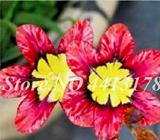 100PCS Sparaxis Flowers Seeds