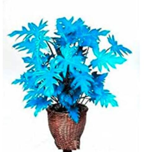 200PCS Philodendron Tree Seeds - Blue Hybrid F1