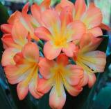 100PCS Clivia Seeds - Light Redish Pink with White Yellow Colors