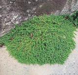 100PCS Ground Cover Green Seeds Herniaria Glabra