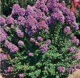 100PCS Crapemyrtle Lagerstroemia Indica Tree Flower Seeds