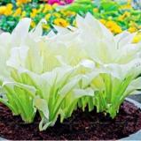 200PCS Japanese Hosta Seeds - Milky White Ornamental Leaves