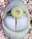 100PCS Ball Conophytum vanzylii Lithop Seeds
