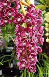 100PCS Cymbidium Floribundum Orchid Seeds - Purplish Red Flowers