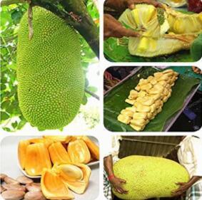 5PCS Fresh Jackfruit Fruit Seeds - Heirloom Fruit