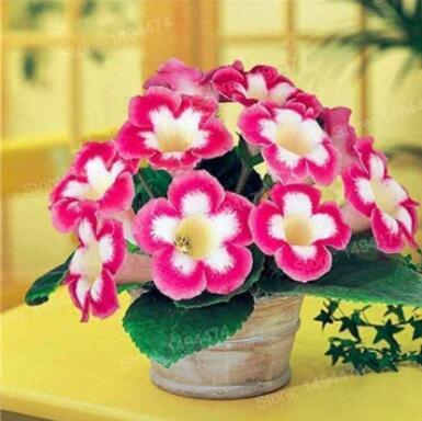 100PCS Gloxinia Plants Seeds - Pink White Flowers with Yellow Centre