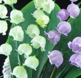 10PCS Lily of The Valley Flowers Seeds
