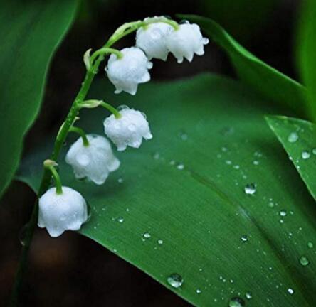 10PCS Lily of The Valley Flowers Seeds