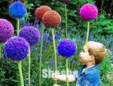 100PCS Giant Allium Giganteum Seeds - 2 Colors Available