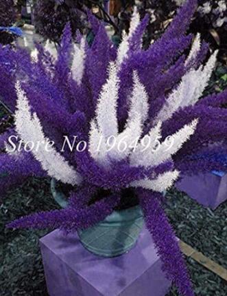 100PCS Garden Foxtail Fern Seeds - Purple White Mixed Colors