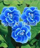100PCS Climbing Gloxinia Seed Perennial Sinningia Speciosa Flower Seeds - Sky Blue Color