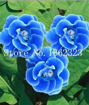 100PCS Climbing Gloxinia Seed Perennial Sinningia Speciosa Flower Seeds - Sky Blue Color