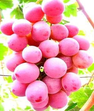 100PCS Giant Red Globe Grape Vine Fruit Seeds