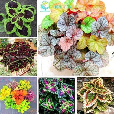 100PCS Rare Coleus Plants Seeds - Mixed Rainbow Colorful 6 Types