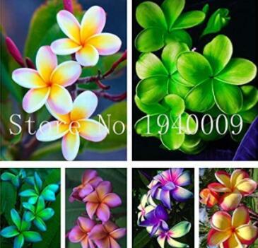 100PCS Garden Frangipani Plumeria Rubra Flower Seeds - Mixed 6 Types