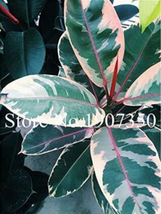 50PCS Chinese Ficus Benjamina Seeds