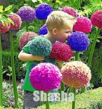 100PCS Giant Allium Giganteum Seeds - Colorful Flowers