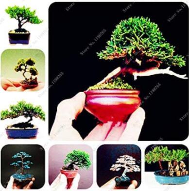 100PCS Colorful Japanese Juniper Mixed Seeds