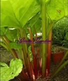 10PCS Rhubarb Vanilla Vegetable Seeds