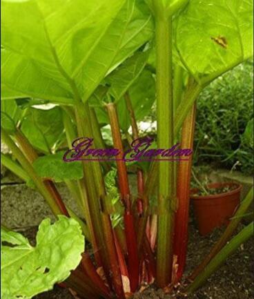 10PCS Rhubarb Vanilla Vegetable Seeds