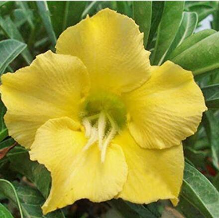1PC Desert Rose Seed - Fully Yellow Single Flowers