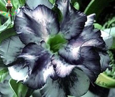 2PCS Desert Rose Adenium Seeds - Black White Single Petal Flowers