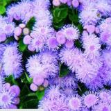 200PCS Chinese Ageratum Conyzoides Callistephus Chinensis Aster Seeds - Light Purple Flowers