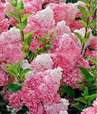 20PCS Champagne Hydrangea Seeds - Fresh Pink Flowers