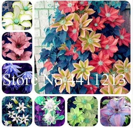 100PCS Climbing Clematis Seeds - Mixed White Blue Sunset White Colorful Flowers