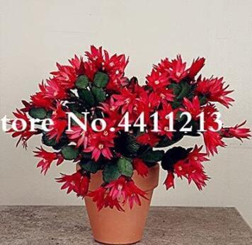 100PCS Epiphyllum Anguliger Fishbone Succulent Bonsai Flower Seeds - Dark Red Flowers