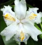 500PCS onsai Iris Flower Perennial Seeds - White Flowers with Purple and Yellow Spots