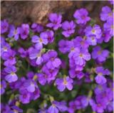 100PCS Creeping Thyme Seeds Rock Cress Perennial Ground Cover Flower - Purple Flowers