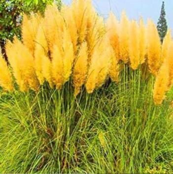 200PCS Pampas Grass Seeds - Orangish Yellow Ornamental Plants
