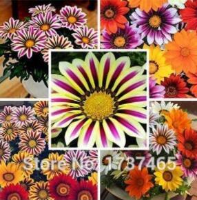 5PCS Lucky Gazania splendens Seeds - Mixed Flowers