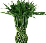 50PCS Lucky Bamboo Seeds - Green Indoor Plants