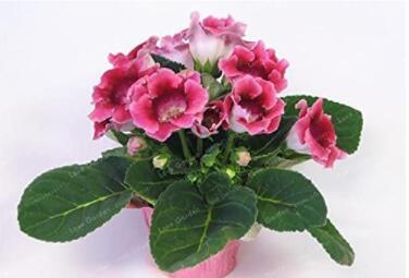 100PCS Gloxinia Seed Perennials - Rose Red Flowers