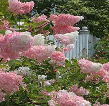 100PCS Japanese Lilac Hydrangea Flowers Seeds - Pink White Flowers