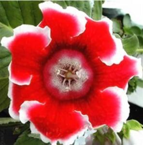 100PCS Rare Gloxinia Plant Seeds - Damask Fresh Red Flowers with White Edge