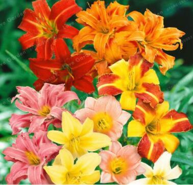 100PCS Hemerocallis Bonsai Seeds - Mixed Flowers