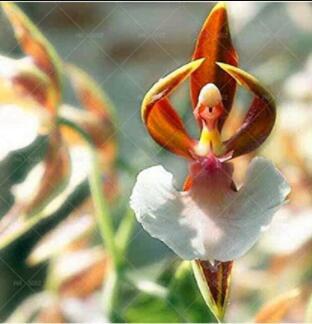200PCS Japanese Monkey Face Orchid Flower Seeds - Brown and White Flowerds