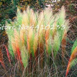 500PCS Pampas Grass Seeds - Light Yellow Green Red Colors
