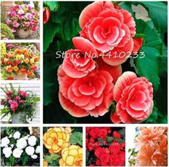 50PCS Exotic Rieger Begonia Flowers - Mixed Flowers